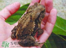 癩蛤蟆有毒嗎？捉了癩蛤蟆手會(huì)有毒嗎？