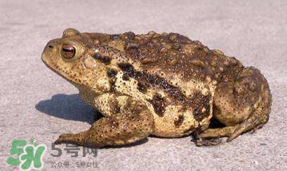 買(mǎi)賣(mài)活蟾蜍違法嗎？為什么抓蟾蜍犯法