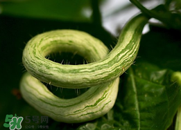 蛇瓜什么時候種？蛇瓜的種植方法