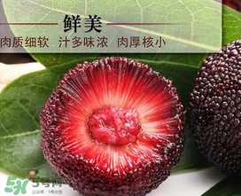 荸薺楊梅和東魁楊梅哪個好吃？荸薺楊梅跟東魁楊梅有什么區別？