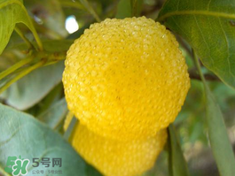 白楊梅可以泡酒嗎？白楊梅泡酒有什么功效？
