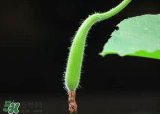 苦瓠子有毒嗎？苦瓠子中毒怎么辦？