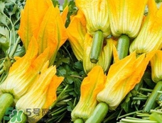 南瓜花花蕊能吃嗎？南瓜花是雌雄同株嗎