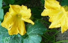 南瓜花花蕊能吃嗎？南瓜花是雌雄同株嗎