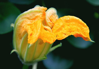 南瓜花怎么洗？南瓜花怎么處理