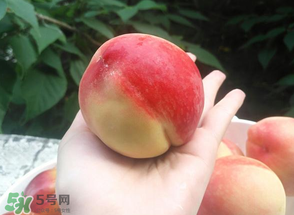 毛桃熱量高嗎？一個毛桃的熱量