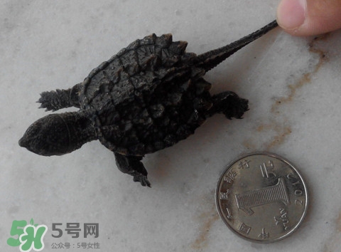 鱷龜是保護(hù)動物嗎？鱷龜是外來物種嗎