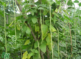 7月份可以種豆角嗎？豆角幾月份種？
