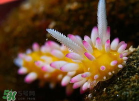 海蛞蝓可以當寵物養(yǎng)嗎？ 海蛞蝓多少錢一只？
