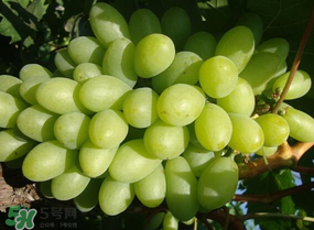 青提上有黑點(diǎn)怎么回事？青提長(zhǎng)斑點(diǎn)是什么原因？