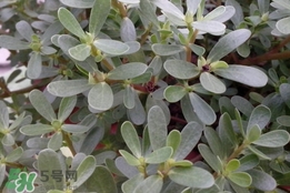 馬蜂菜孕婦可以吃嗎？孕婦能吃馬蜂菜嗎