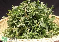 馬蜂菜孕婦可以吃嗎？孕婦能吃馬蜂菜嗎