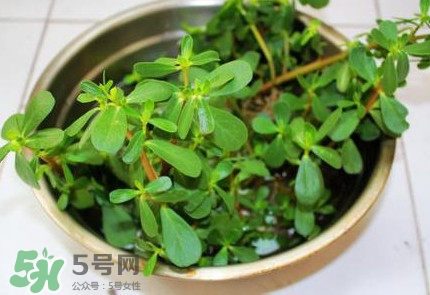 馬蜂菜怎么吃？馬蜂菜怎么做好吃
