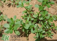 馬蜂菜孕婦可以吃嗎？孕婦能吃馬蜂菜嗎