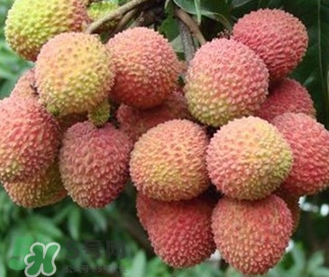 增城掛綠荔枝最貴多少錢？掛綠荔枝和普通荔枝有什么區別