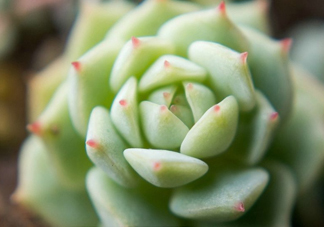 多肉植物能吃嗎？多肉植物哪些可以吃