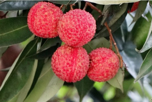 增城荔枝什么時(shí)候成熟？增城的荔枝品種有哪些？