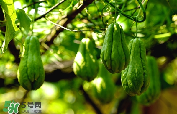 佛手與佛手瓜有什么區別？佛手與佛手鉗有什么區別