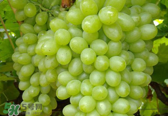 青提是轉(zhuǎn)基因嗎？青提怎么挑？