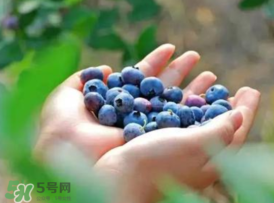 藍莓和楊梅能一起吃嗎？藍莓和楊梅可以一起泡酒嗎？