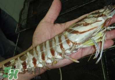 竹節蝦和基圍蝦哪個好？基圍蝦貴還是竹節蝦貴