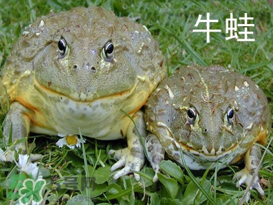 牛蛙什么時候最好吃肉最多？牛蛙幾月份的最好吃？