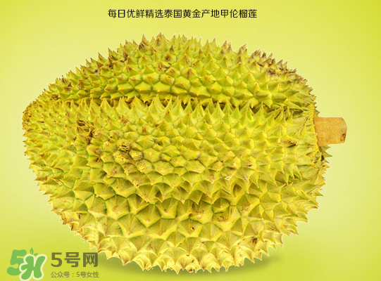 甲侖榴蓮和金枕哪個貴？甲侖榴蓮和金枕的區(qū)別
