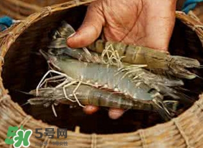竹節蝦多少錢一斤？2017竹節蝦價格