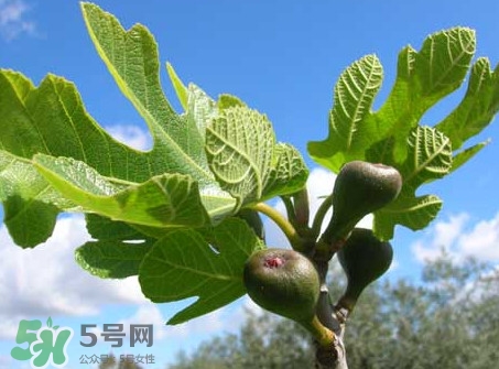 無花果葉子煮水有什么作用？無花果葉泡水喝的功效