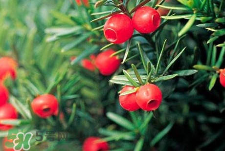 紅豆杉的果實(shí)能吃嗎？紅豆杉都有那些品種？