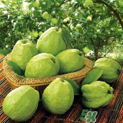 哺乳期可以吃番石榴嗎？哺乳期不能吃什么？