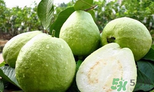 孕婦可以吃番石榴嗎？孕婦吃番石榴對(duì)胎兒好嗎？