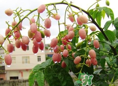 山黃皮怎么做好吃？山黃皮有什么藥用價值