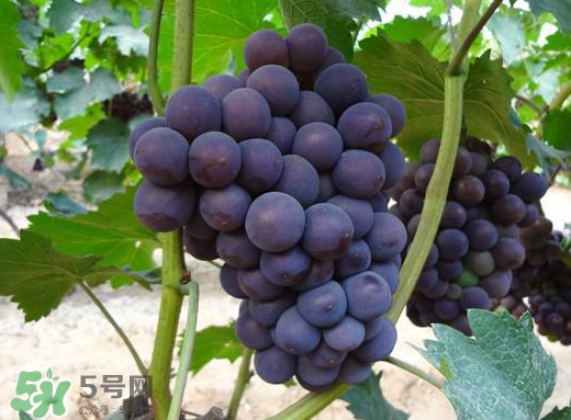 夏黑葡萄多少錢一斤？夏黑葡萄怎么挑選？