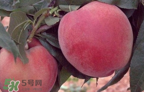 突圍桃什么時候成熟？突圍桃幾月份成熟
