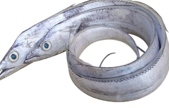 鰻魚是帶魚嗎？鰻魚和帶魚有什么區別