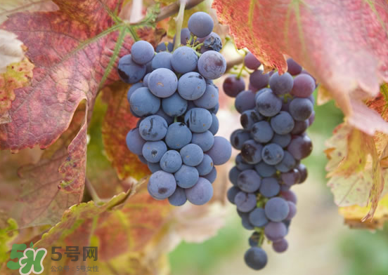 玫瑰香葡萄孕婦能吃嗎？孕婦可以吃玫瑰香葡萄嗎？