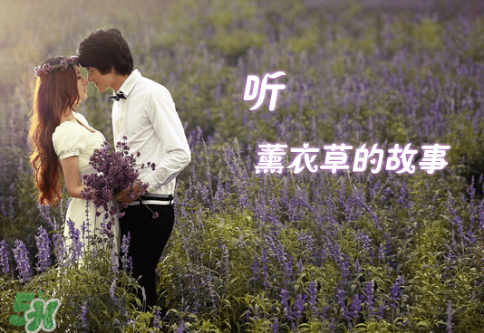七月份還有薰衣草嗎？7月份還有薰衣草嗎？