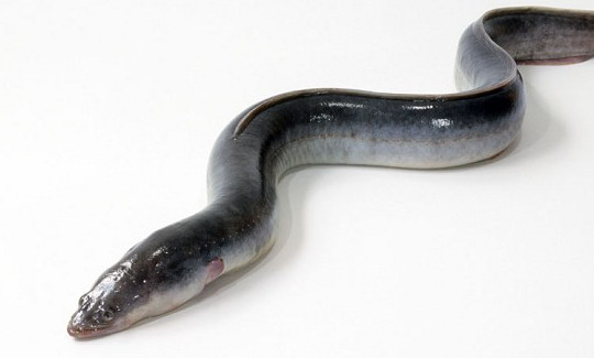 鰻魚是帶魚嗎？鰻魚和帶魚有什么區別