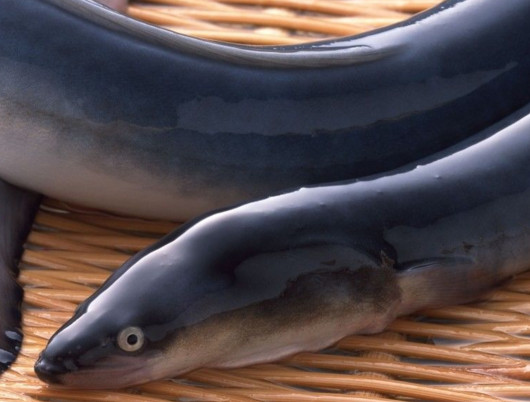 鰻魚是帶魚嗎？鰻魚和帶魚有什么區別