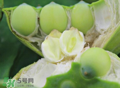 蓮蓬可以泡水喝嗎？蓮蓬泡水的功效與作用