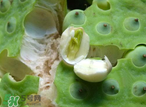 蓮蓬可以泡水喝嗎？蓮蓬泡水的功效與作用