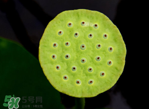 吃蓮蓬長胖嗎？吃蓮蓬會胖嗎？