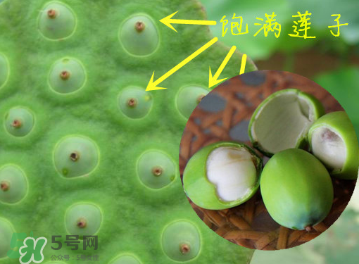 新鮮蓮子有什么功效？新鮮蓮子一次吃多少？