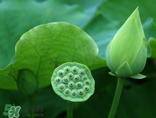 新鮮蓮蓬可以去胎毒嗎？蓮蓬煮水可以去胎毒嗎？