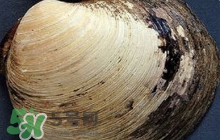 蜆子是蛤蜊嗎？蜆子和文蛤怎樣區別
