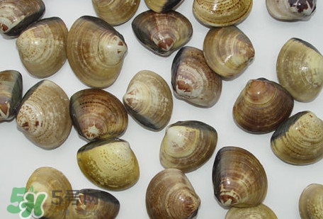 蜆子是蛤蜊嗎？蜆子和文蛤怎樣區別