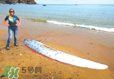 皇帶魚好吃嗎？皇帶魚和帶魚的區(qū)別