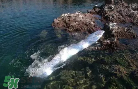 皇帶魚多少錢一斤？皇帶魚的價格