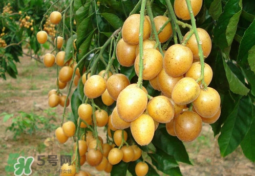 黃皮果什么品種最好吃？黃皮果吃多了會怎樣